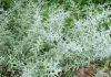 Mugwort: A Weed with Potential Moonwort