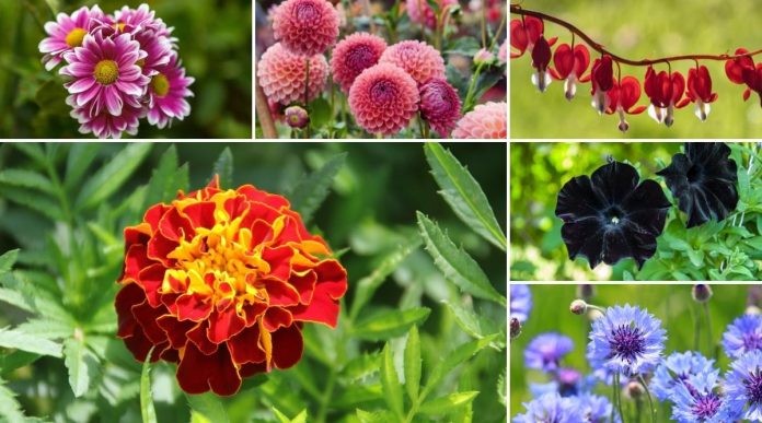 What is Flower? | 7 Types of Flowers 
