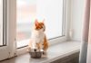 When to Switch from Kitten to Cat Food: A Comprehensive Guide