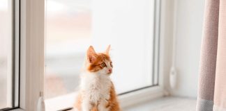 When to Switch from Kitten to Cat Food: A Comprehensive Guide